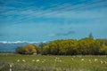 Beautiful green field with sheep grazing and snowy mountains in the background taken on a sunny day, New Zealand Royalty Free Stock Photo