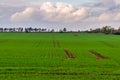 Beautiful green field with wooden watchtower on horizon