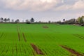 Beautiful green field with wooden watchtower on horizon