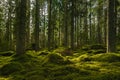 Beautiful green fir and pine forest in Sweden