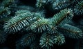 Beautiful green fir tree branches with snow close up. Christmas and winter concept. Soft focus, macro. Royalty Free Stock Photo