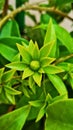 Beautiful green flower, Ora-PrÃÂ³-Nobis medicinal plant, wildflowers, dark green foliage, planted in gardens or pots, Royalty Free Stock Photo