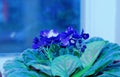 Beautiful green flowerpot growing on the window