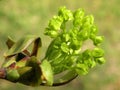 Green flowers on tree branch, Lithuania Royalty Free Stock Photo