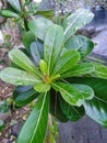 Beautiful, green flowers are pleasing to the eye