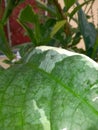 a beautiful green fly camouflaging itself on the leaf Royalty Free Stock Photo