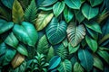 Beautiful Green Foliage with Intricate Leaf Patterns in a Jungle Setting for Nature Wallpaper Background Royalty Free Stock Photo