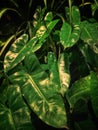 Beautiful green foliage philodendron burle marxii