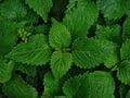 Beautiful green foliage picked up in the garden Royalty Free Stock Photo