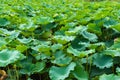 Beautiful green foliage texture of lotus leaves Royalty Free Stock Photo