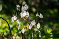 Dried lunaria money plans with stems