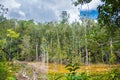 Beautiful green forest lake. Krabi, Thailand Royalty Free Stock Photo