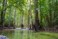 Beautiful green forest lake. Krabi, Thailand Royalty Free Stock Photo