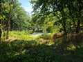 beautiful green Forest landscape frog pond