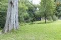 Green forest. mazamitla landscape