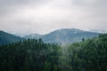 Beautiful green  forest mountains with fog Royalty Free Stock Photo
