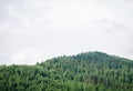 Beautiful green  forest mountains with fog Royalty Free Stock Photo