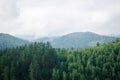 Beautiful green  forest mountains with fog Royalty Free Stock Photo