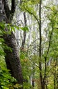 Beautiful green forest