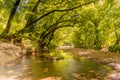 Beautiful green forest at prokopi village in Euboea in Greece with tall falling trees forming arc shapes.