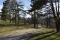 The Beautiful Green Forest In Summer. Countryside Road, Path, Way, Lane, Pathway On Sunny Day In Spring Forest. Sunbeams Pour Thro Royalty Free Stock Photo