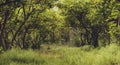 Beautiful green forest in summer,vinage. Royalty Free Stock Photo