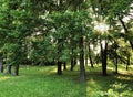 Beautiful green forest, sun rays through the trees Royalty Free Stock Photo