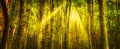 Beautiful green forest with sunbeams coming through trees Royalty Free Stock Photo