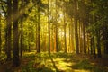 Beautiful green forest with sunbeams coming through trees Royalty Free Stock Photo