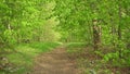 Beautiful green forest in sunlight. Country road throught woods. Royalty Free Stock Photo