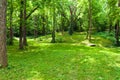 Beautiful green forest at sunny summer day. Royalty Free Stock Photo