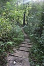 Beautiful green forest Royalty Free Stock Photo