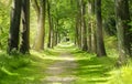 Beautiful Green Forest trees with morning sunlight, Path in spring forest Royalty Free Stock Photo