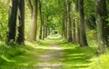 Beautiful Green Forest trees with morning sunlight, Path in spring forest