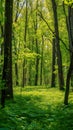 trunk trees with bright green foliage in sunny day beautiful green forest, vertical