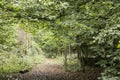 Beautiful green forest view in summer Royalty Free Stock Photo