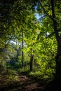 Beautiful green forest woods pathway with sun rays piercing through Royalty Free Stock Photo