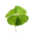 Beautiful green four leaf clover isolated on white Royalty Free Stock Photo