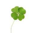 Beautiful green four leaf clover isolated on white Royalty Free Stock Photo