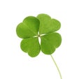 Beautiful green four leaf clover isolated on white Royalty Free Stock Photo