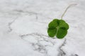 Beautiful green four leaf clover on white marble table, closeup. Space for text Royalty Free Stock Photo