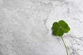 Beautiful green four leaf clover on white marble table, top view. Space for text Royalty Free Stock Photo