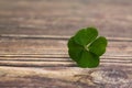 Beautiful green four leaf clover on wooden table, closeup. Space for text Royalty Free Stock Photo