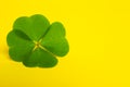 Beautiful green four leaf clover on yellow background, closeup. Space for text Royalty Free Stock Photo