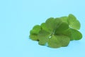 Beautiful green four leaves clover on light blue background, closeup. Space for text Royalty Free Stock Photo