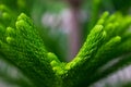 The beautiful green fresh leaves after raining, araucarian excelsa