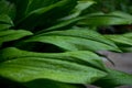 The beautiful green fresh leaves after raining Royalty Free Stock Photo