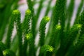 The beautiful green fresh leaves under the sunshine, araucarian excelsa