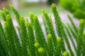 The beautiful green fresh leaves under the sunshine, araucarian excelsa