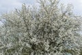 Beautiful green fresh ornamental tree isolated Royalty Free Stock Photo